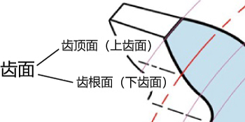 齿根面